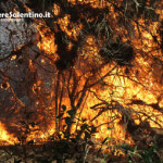 CRONACA_incendio-pineta