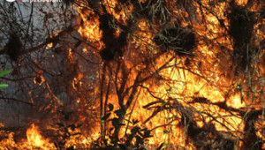 CRONACA_incendio-pineta