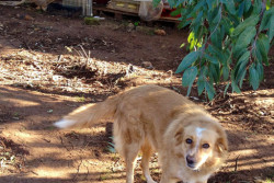 Ladri in azione, tentano il colpo in una villa e fanno fuggire i cani - Corriere Salentino