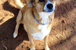 Ladri in azione, tentano il colpo in una villa e fanno fuggire i cani - Corriere Salentino