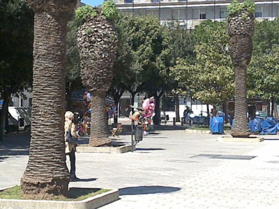 Sportello dei Diritti: Punteruolo rosso “assassina” le palme in piazza Mazzini a Lecce e il comune non fa niente
