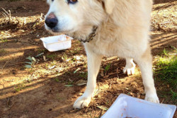 Ladri in azione, tentano il colpo in una villa e fanno fuggire i cani - Corriere Salentino