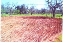 Abusivismo edilizio a Torre Suda, demolita costruzione - Corriere Salentino