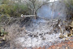 Fiamme sulla Presicce - Lido Marini, divorati dal fuoco macchia e pineta - Corriere Salentino