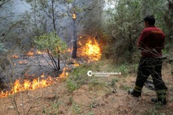 Fiamme sulla Presicce - Lido Marini, divorati dal fuoco macchia e pineta - Corriere Salentino