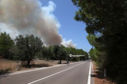 Ore 13, l'Inferno in terra: distrutti ettari di bosco e pineta - Corriere Salentino