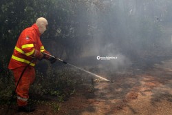 Ore 13, l'Inferno in terra: distrutti ettari di bosco e pineta - Corriere Salentino