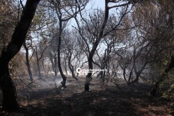 Domato l'incendio nella pineta di fronte alle “Due Sorelle” - Corriere Salentino