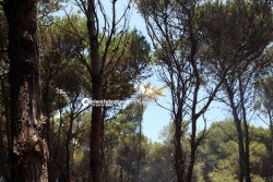 Domato l'incendio nella pineta di fronte alle “Due Sorelle” - Corriere Salentino