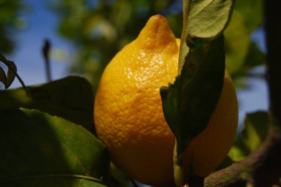 1305303_10151665789979862_1646148200_n