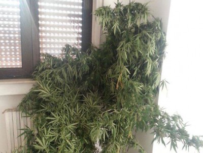 Foto-Pianta-Marijuana