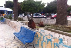 Cade un ramo da una palma e sfiora famiglia, tanta paura - Corriere Salentino