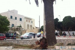 Cade un ramo da una palma e sfiora famiglia, tanta paura - Corriere Salentino