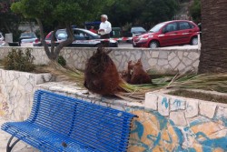 Cade un ramo da una palma e sfiora famiglia, tanta paura - Corriere Salentino