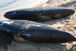 Operazione antidroga. La polizia sequestra oltre 360 kg di marijuana - Corriere Salentino