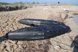 Operazione antidroga. La polizia sequestra oltre 360 kg di marijuana - Corriere Salentino