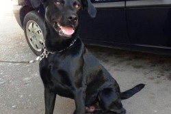 Cocaina in carcere per il marito: moglie arrestata, lui denunciato - Corriere Salentino