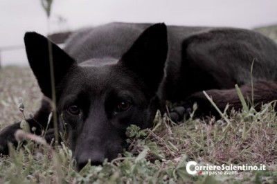 Foto Giulio Schirosi