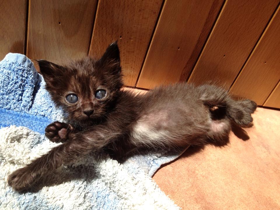 Cerca Di Salvare Un Gatto Moribondo Portandolo Dal Veterinario Ma