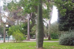 Quegli angoli nascosti della villa, tra il rifugio antiaereo e piante esotiche - Corriere Salentino