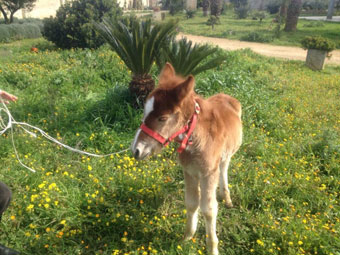 Presepe vivente con animali selvatici