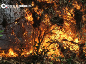 CRONACA_incendio-pineta