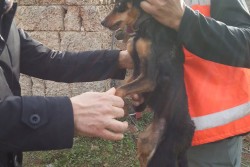 Salvati dai Vigili del Fuoco due cani caduti in un pozzo - Corriere Salentino