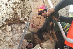 Salvati dai Vigili del Fuoco due cani caduti in un pozzo - Corriere Salentino