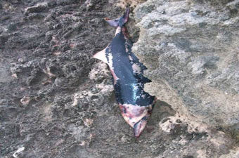 In piazza per salvare i delfini