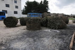 Fòcara di Maglie, gli organizzatori: "la rifaremo e sarà accesa come da programma" - Corriere Salentino