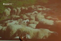 Pestarono pastore per rubare gregge, famiglia nei guai: quattro arresti - Corriere Salentino