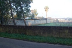 Confiscati i beni del boss ucciso, c'è anche una tigre siberiana - Corriere Salentino