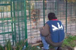 Confiscati i beni del boss ucciso, c'è anche una tigre siberiana - Corriere Salentino