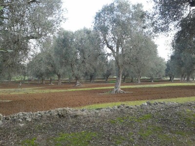 ulivi riconversione bio1