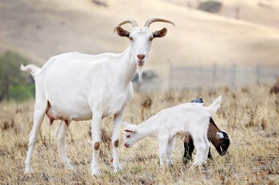 Goat_family