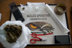 arresto-24-04-2014-NORM-LE