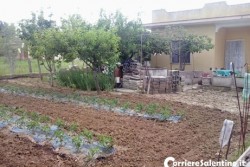 Folgorato mentre irriga i campi, muore 73enne - Corriere Salentino