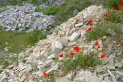 Ennesimo scempio ambientale: 300 ulivi estirpati e 2 discariche abusive sequestrate - Corriere Salentino