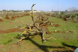 Ennesimo scempio ambientale: 300 ulivi estirpati e 2 discariche abusive sequestrate - Corriere Salentino