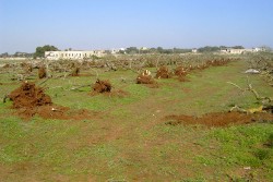 Ennesimo scempio ambientale: 300 ulivi estirpati e 2 discariche abusive sequestrate - Corriere Salentino