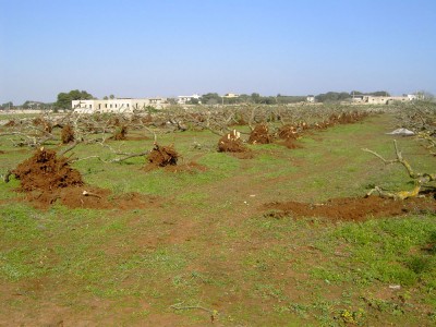 ulivi-estirpati-2