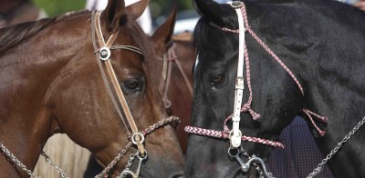 Two horses are seen during the National Day of the Charro in Cancun
