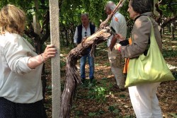 "Masserie sotto le stelle 2014": in migliaia nelle Masserie Didattiche che hanno illuminato la prima notte d’estate - Corriere Salentino