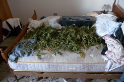 "Erba" ovunque, persino sui materassi ad essiccare. Nel giardino 12 piante: nei guai 44enne - Corriere Salentino
