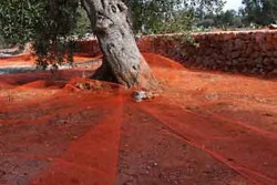 "Salento fuori orario": foto e colori di una terra senza tempo nella mostra di Toti Bello - Corriere Salentino