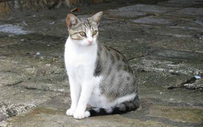 gatto