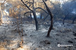 Fiamme e paura a Santa Cesarea, vasto incendio mette in allerta i residenti - Corriere Salentino