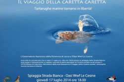 Il viaggio della "Caretta caretta": domani sette tartarughe marine torneranno in libertà - Corriere Salentino