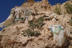 Carparo estratto abusivamente, nuovo maxi sequestro a Gallipoli. E spuntano rifiuti tombati - Corriere Salentino