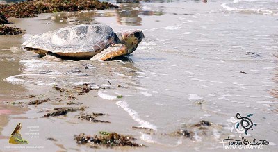 tartaruga